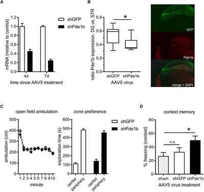 Phosphodiesterase 1b (PDE1B) Regulates Spatial and Contextual Memory in Hippocampus